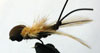 Dragon Fly